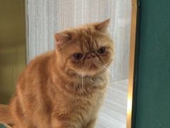 -飞行喵MR PILOT|猫舍·猫咖(静安大融城店)