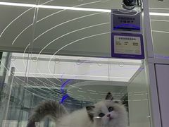 -小猫来了·猫咪专售(红山六九七九店)