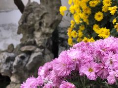 -豫园