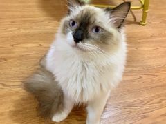 -李小姐の猫咖啡馆(五角场店)