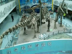 恐龙化石-中国地质大学逸夫博物馆