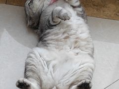 -Catmate·猫肥家润(金润铂宫店)