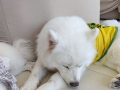 -怪兽屋·羊驼·猫咖·狗咖(俊华广场店)