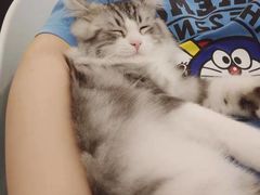 -飞行喵MR PILOT|猫舍·猫咖(静安大融城店)