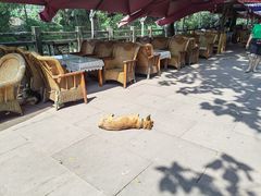 -雅安上里古镇