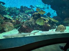 -鹿儿岛水族馆