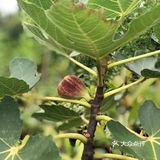 台风🌀来临前的宁静~坐在院子里发发呆