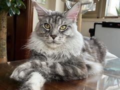 -十年猫舍·猫咪专门店(普陀店)