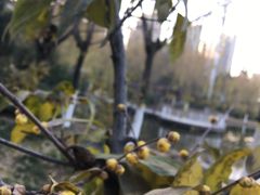 -天鹅湖体育公园