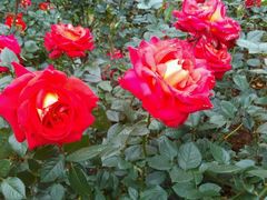 -人民公园(罗湖区)