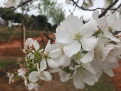 -天适樱花悠乐园