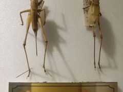 -上海昆虫博物馆