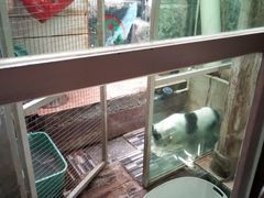 -猫咪博物馆(顶澳仔猫街店)