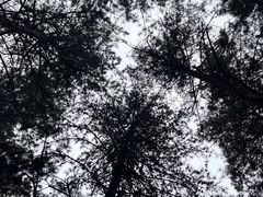 -帽儿山国家森林公园