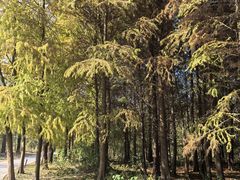 -溱湖国家湿地公园