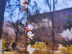 -桃花堤公园