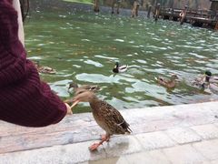 -柯尼希湖