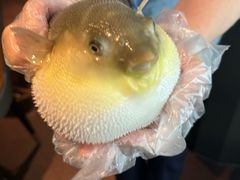 -肆月河豚·淮扬菜·湘菜(华天店)