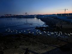 -烟墩角天鹅湖