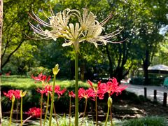 -上海共青森林公园