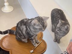 -共舞时光猫咖·狗咖(新街口店)