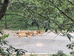 -大连森林动物园