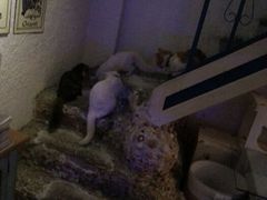 android_upload_pic-Sirena海妖日咖夜酒