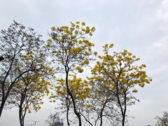 -顺峰山公园