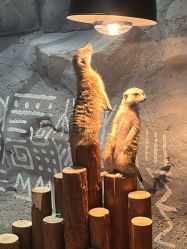 -Zoolung Zoolung动物主题公园(海信广场店)