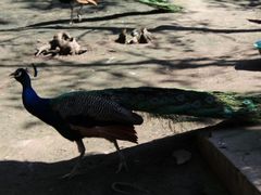 -哈尔滨北方森林动物园