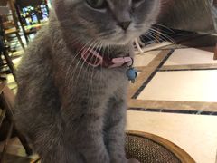 -猫色咖啡·猫咖