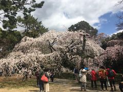 樱花-京都御所