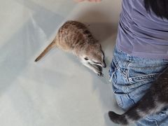 -豆逗聊愈猫阁Easy Life