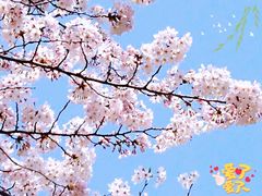 -嘉定紫藤园