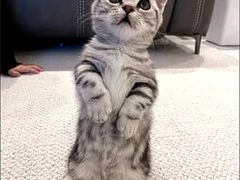 -客栈猫舍(中央北路店)