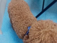 -美联众合动物医院(·中兽医·疑难杂症·严家桥分院)