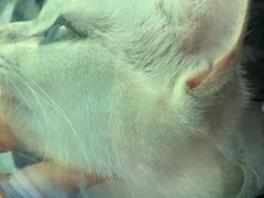 -贝利宠物医院·骨科·眼科·肿瘤转诊中心(南坪诊疗中心)