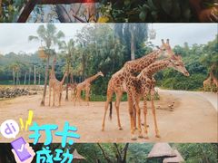 景点-广州长隆野生动物世界
