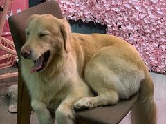 -百好乐宠物友好餐厅(朝外大街店)