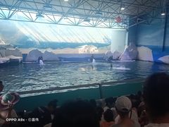 -秦皇岛乐岛海洋王国