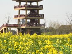 -杭州湾海上花田景区