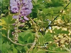 -北京大学燕东园