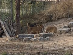 -北京野生动物园