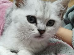 -艾吉宠物医院·疑难杂症转诊中心·猫友好(碧江路院)