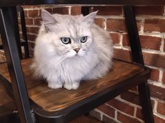 -猫友咖啡店(玉林西路店)