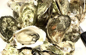 Steamed Oyster (Large Size)