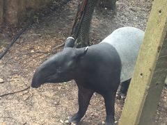 -清迈夜间动物园