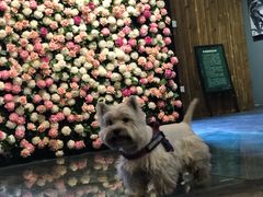 -百好乐宠物友好餐厅(朝外大街店)