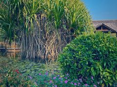 -中国科学院西双版纳热带植物园