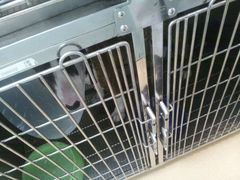android_upload_pic-瑞派·关忠动物医院·猫专科·犬专科(三环新城店)